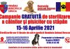 Campanie de sterilizare GRATUITA a cainilor si pisicilor cu stapani din Caracal