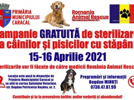 Campanie de sterilizare GRATUITA a cainilor si pisicilor cu stapani din Caracal