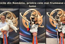 Pisicile crescute în România, printre cele mai frumoase din lume! Trei exemplare au ajuns în finala Campionatului Mondial Felin de la Amsterdam