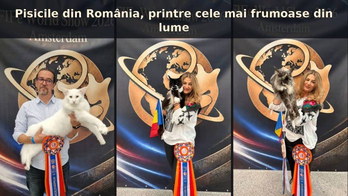 Pisicile crescute în România, printre cele mai frumoase din lume